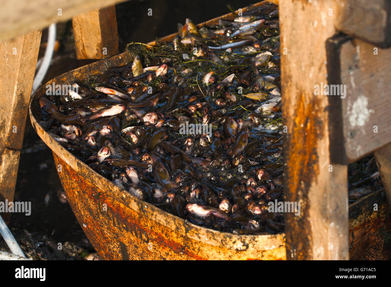 Kleine Fische im Container, Stradower Teiche, Vetschau, Spreewald, Brandenburg, Deutschland Stockfoto