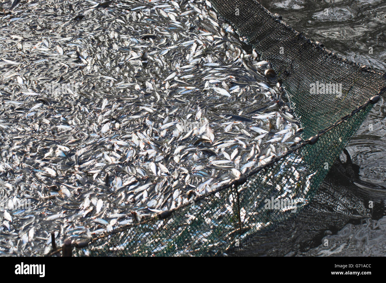Net-kleine Fische in der Fischerei, Stradower Teiche, Vetschau, Spreewald, Brandenburg, Deutschland Stockfoto