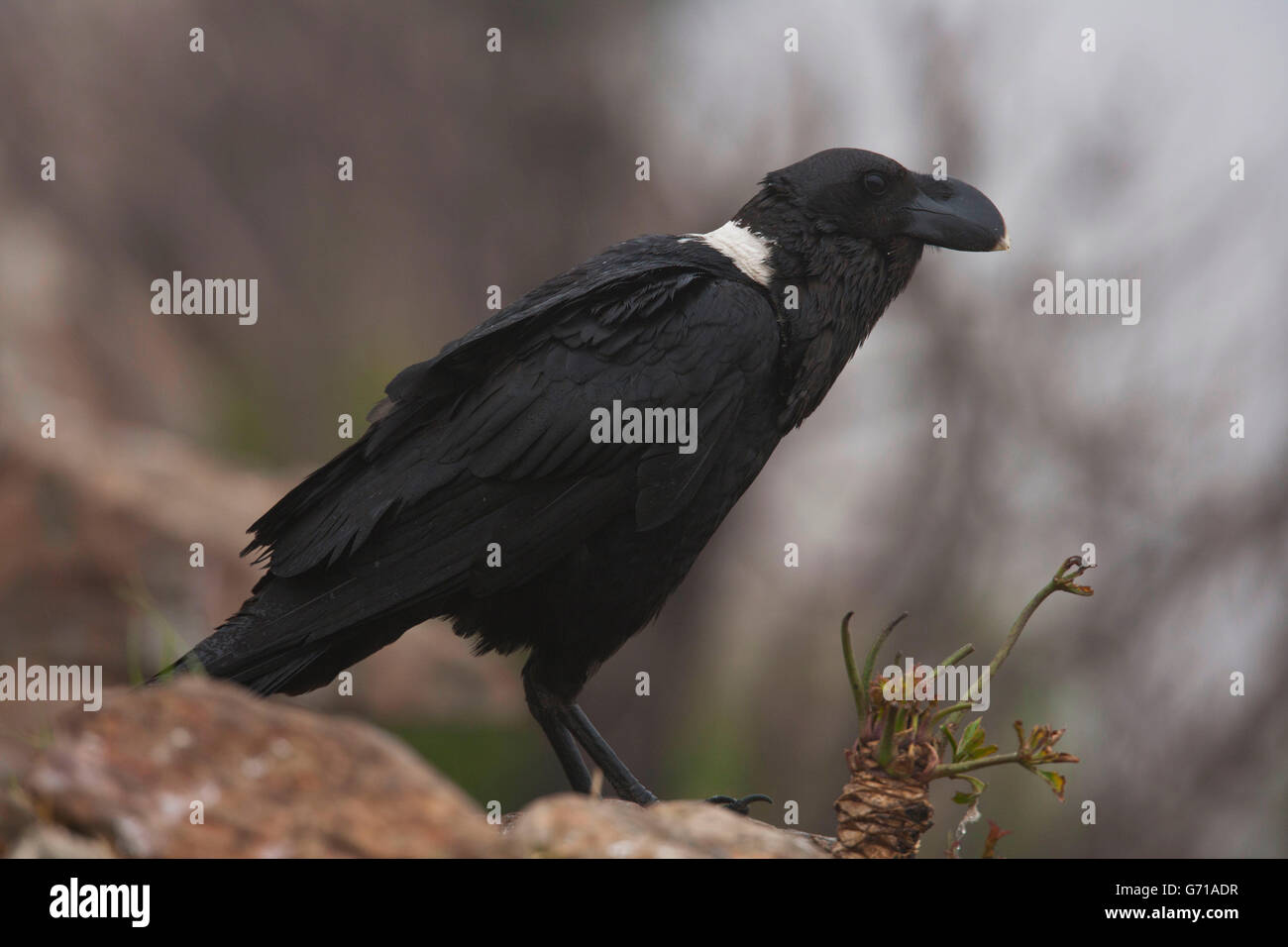 Afrikanische weiß-necked Raven, Riesen Schloss Nature Reserve, Drakensberge, KwaZulu-Natal, Südafrika / (Corvus Albicollis) Stockfoto