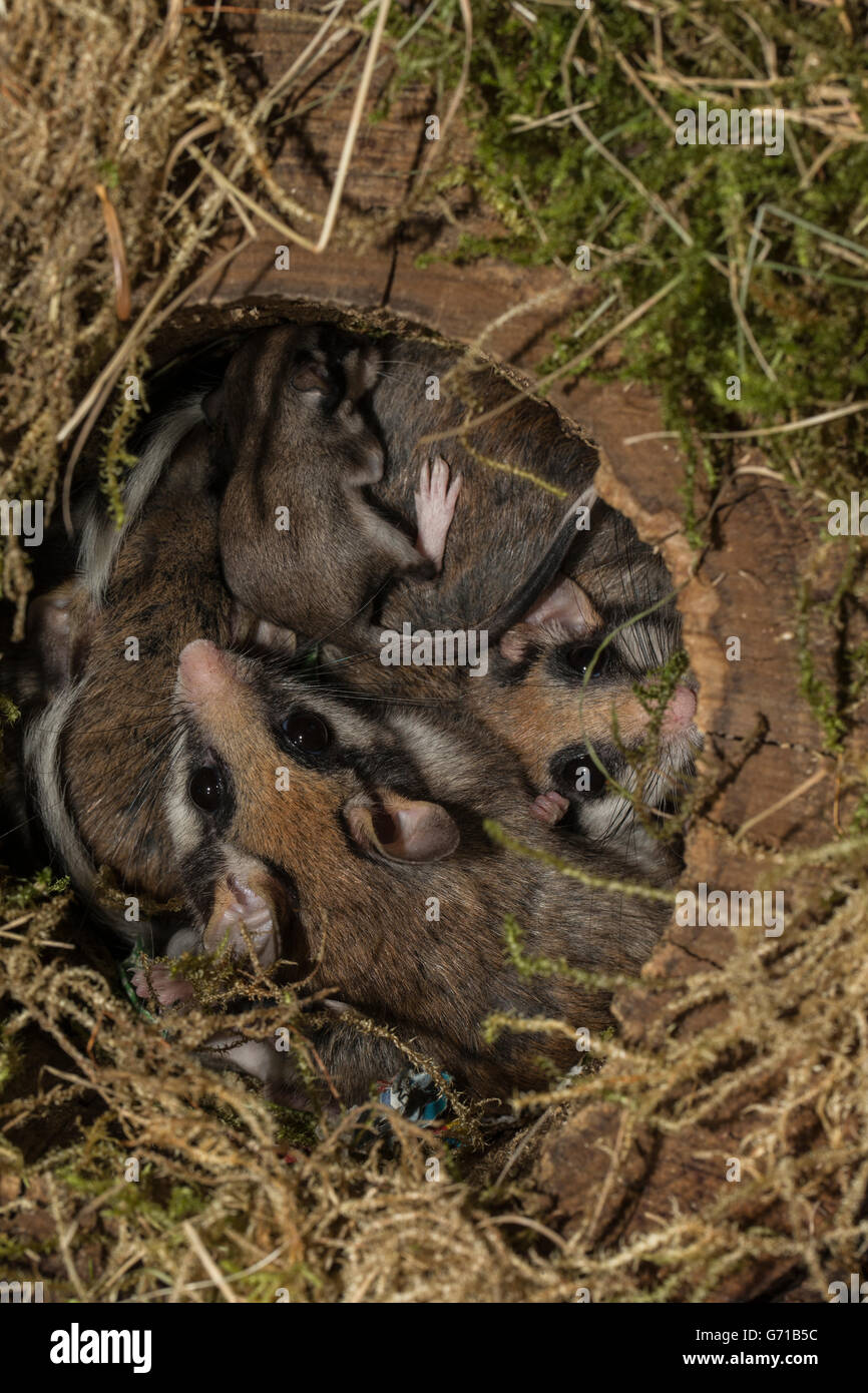 Gartenschläfer (Eliomys Quercinus), mit Jugendlichen im Nest, Europa Stockfoto