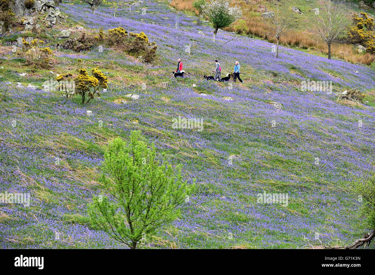 Die Leute genießen einen Spaziergang in den Bluebells am Feiertagsmontag in Rannerdale bei Buttermere in Cumbria. Stockfoto