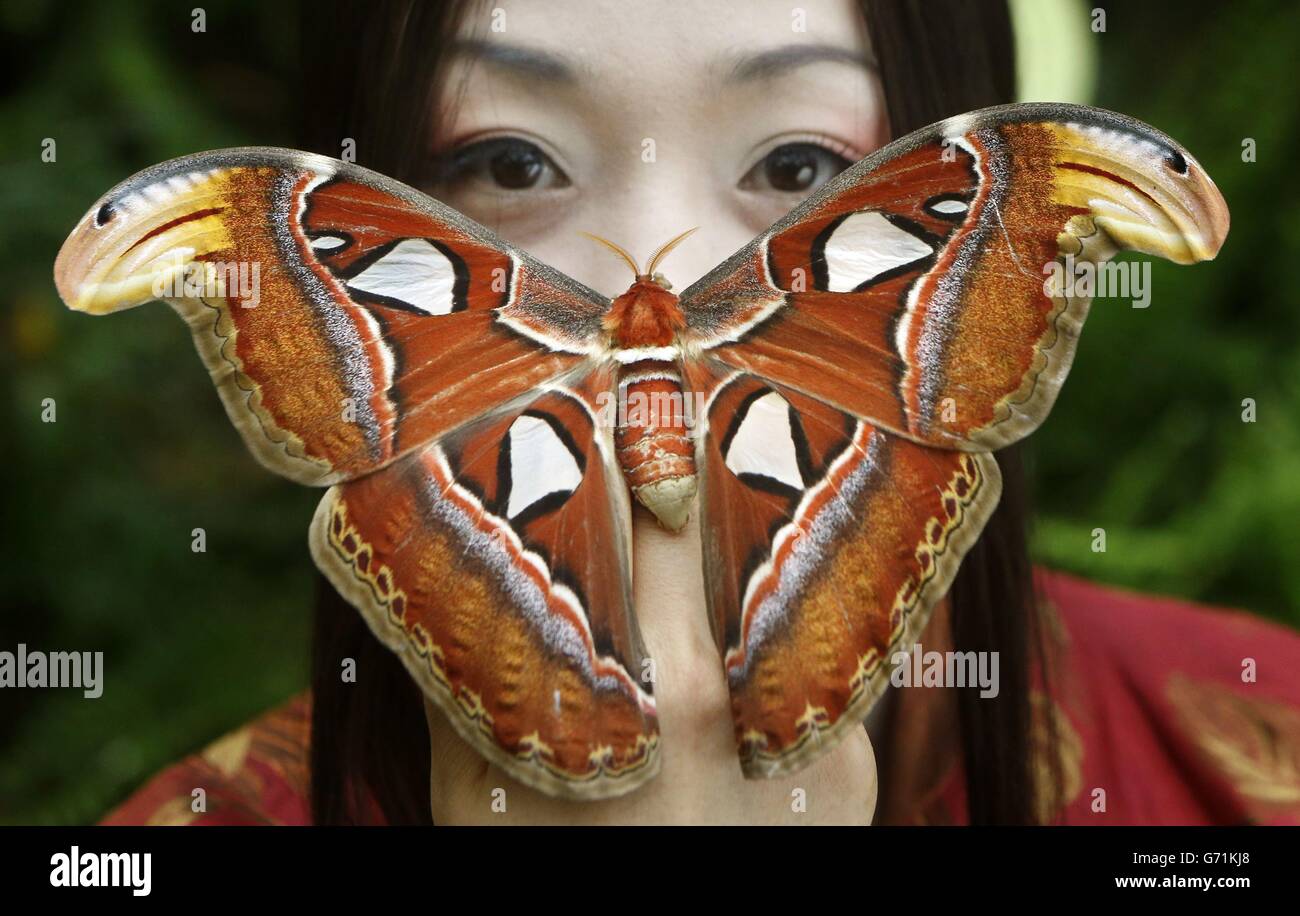 Die Sopranistin Hye-Youn Lee mit einem riesigen Atlasmotten bei Butterfly World in Edinburgh, Schottland, soll für die kommende Produktion von Madama Butterfly der Scottish Opera werben. Stockfoto