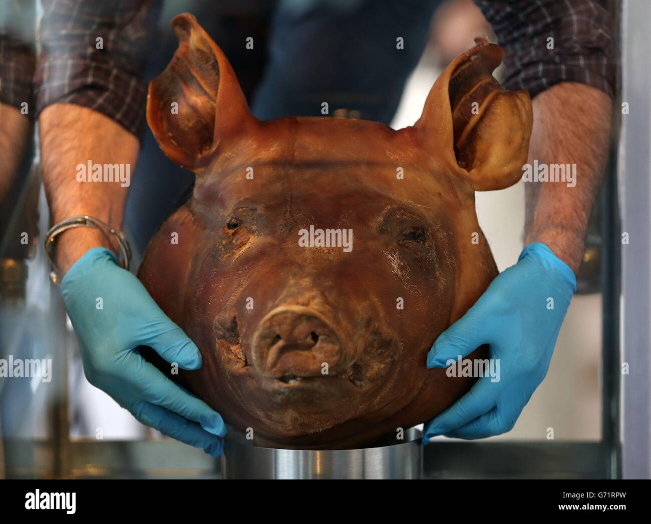 Michelin-Sternekoch Kevin Thornton hält einen Schweinkopf aus seiner Installation "Pig Heads in Poitin" während einer Presseinterpremiere von Fat: IT's Delicious, einem kostenlosen Labor in der Galerie, das das gute, das schlechte und die Schönheit von Fett in der Science Gallery am Trinity College erforscht. Stockfoto