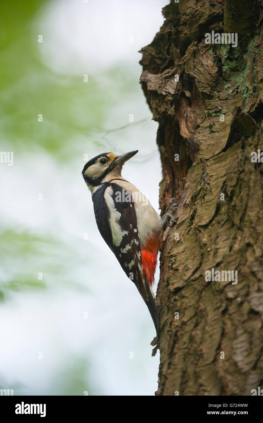 Buntspecht (Dendrocopos großen) auf Baumstamm vor Zucht Burrow, Emsland, Niedersachsen, Deutschland Stockfoto
