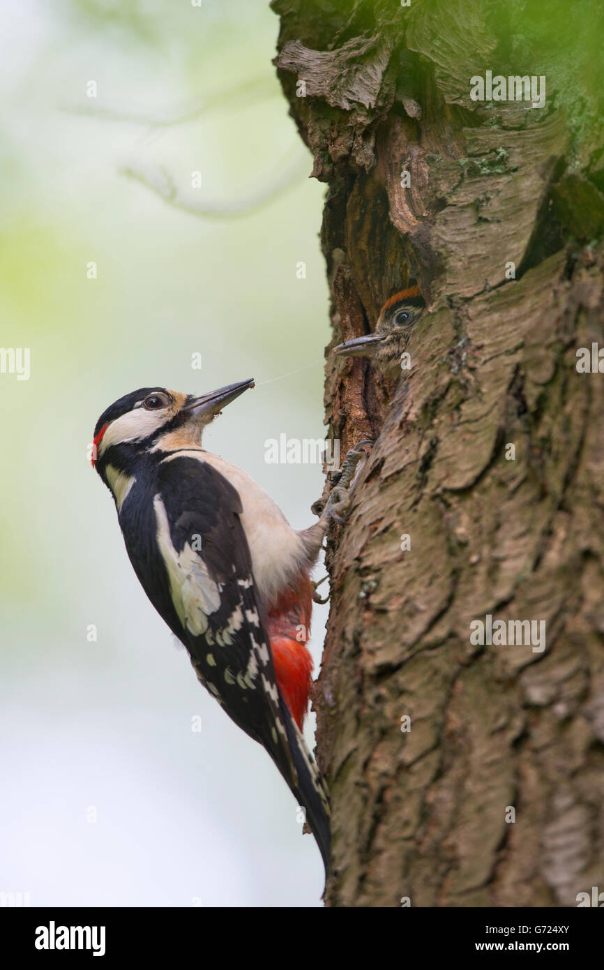 Buntspecht (Dendrocopos großen) auf Baumstamm vor Zucht Fuchsbau mit Jungtauben, Emsland, Niedersachsen Stockfoto