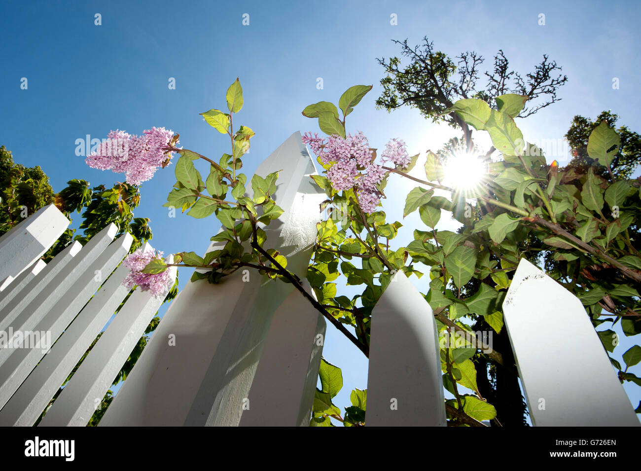 Flieder auf einen weißen Lattenzaun vor blauem Himmel, Insel Sonderho, Fano, Dänemark, Skandinavien, Europa Stockfoto