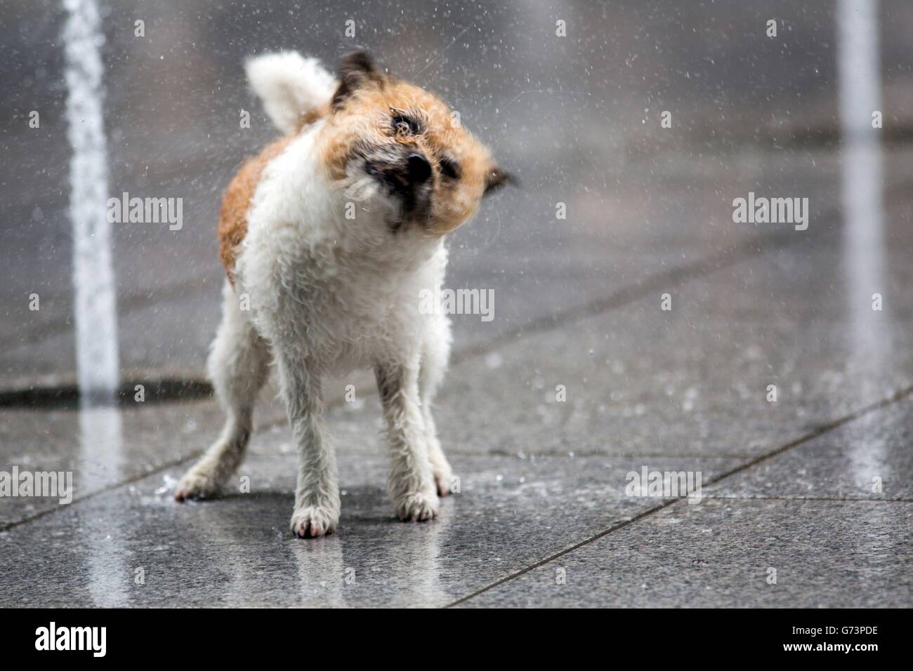 Ein Hund spielt in den Wasserfontänen vor Terminal 5 am Flughafen Heathrow im Westen Londons. Stockfoto