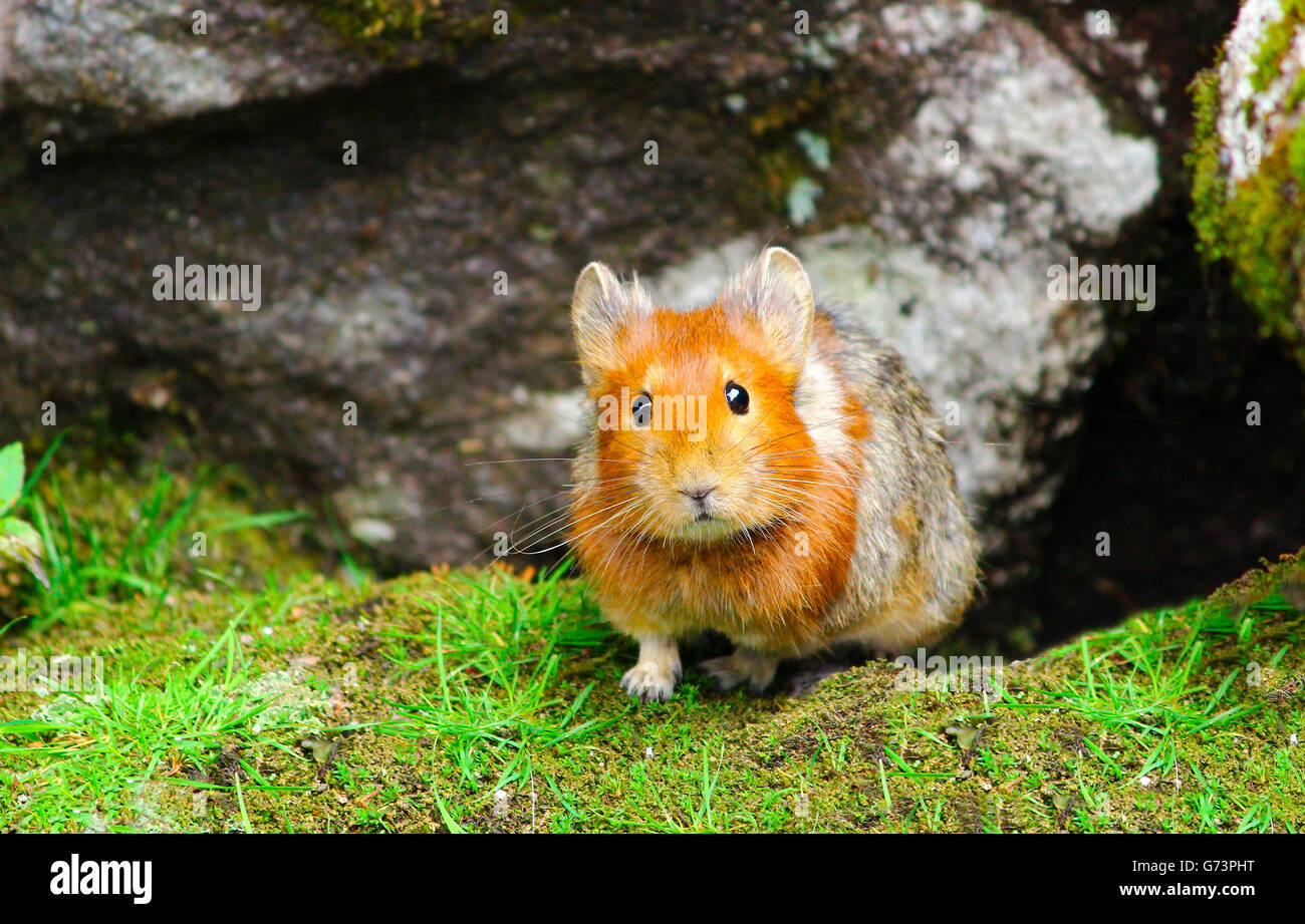 Die Royle Pika; Emotion ohne Bewegung Stockfoto