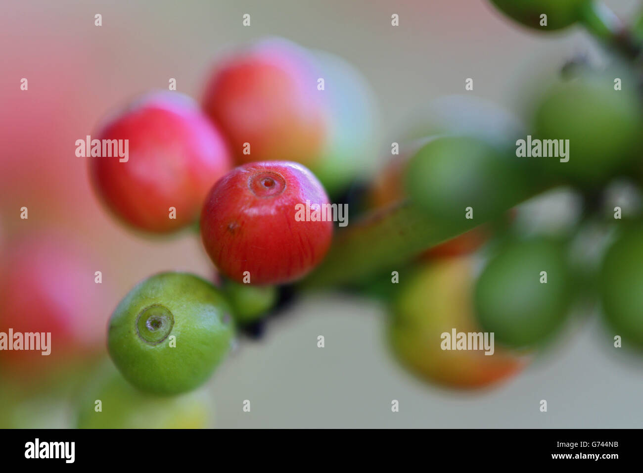 Kaffee (Coffea spec.), Tansania, Afrika Stockfoto