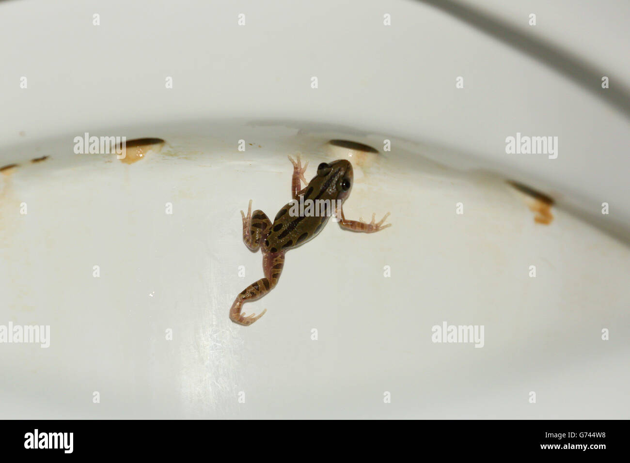 Frosch in der toilette -Fotos und -Bildmaterial in hoher Auflösung – Alamy