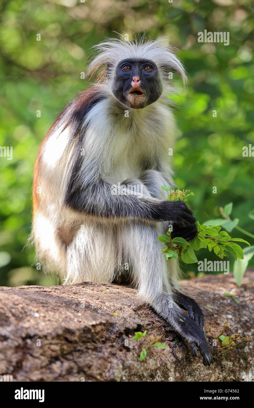 Kirk roten Stummelaffen, Jozani Forest, Sanzibar, Tansania, Afrika (Colobus Badius Kirkii) Stockfoto