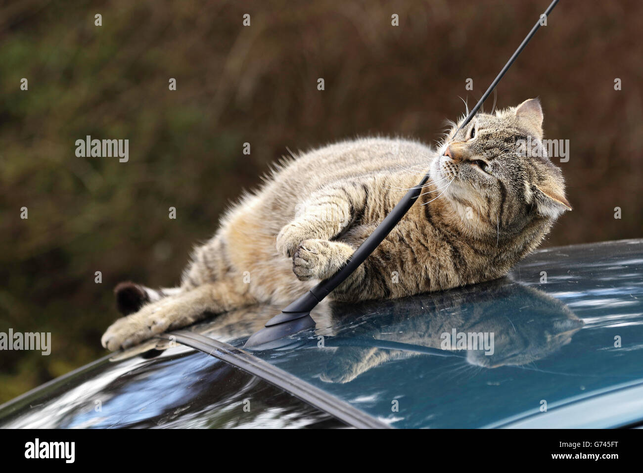 Hauskatze auf Autodach, Deutschland Stockfoto