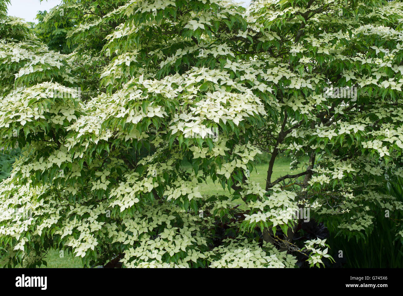 Cornus Kousa "John Slocock". Hartriegel Baum in Blüte Stockfoto