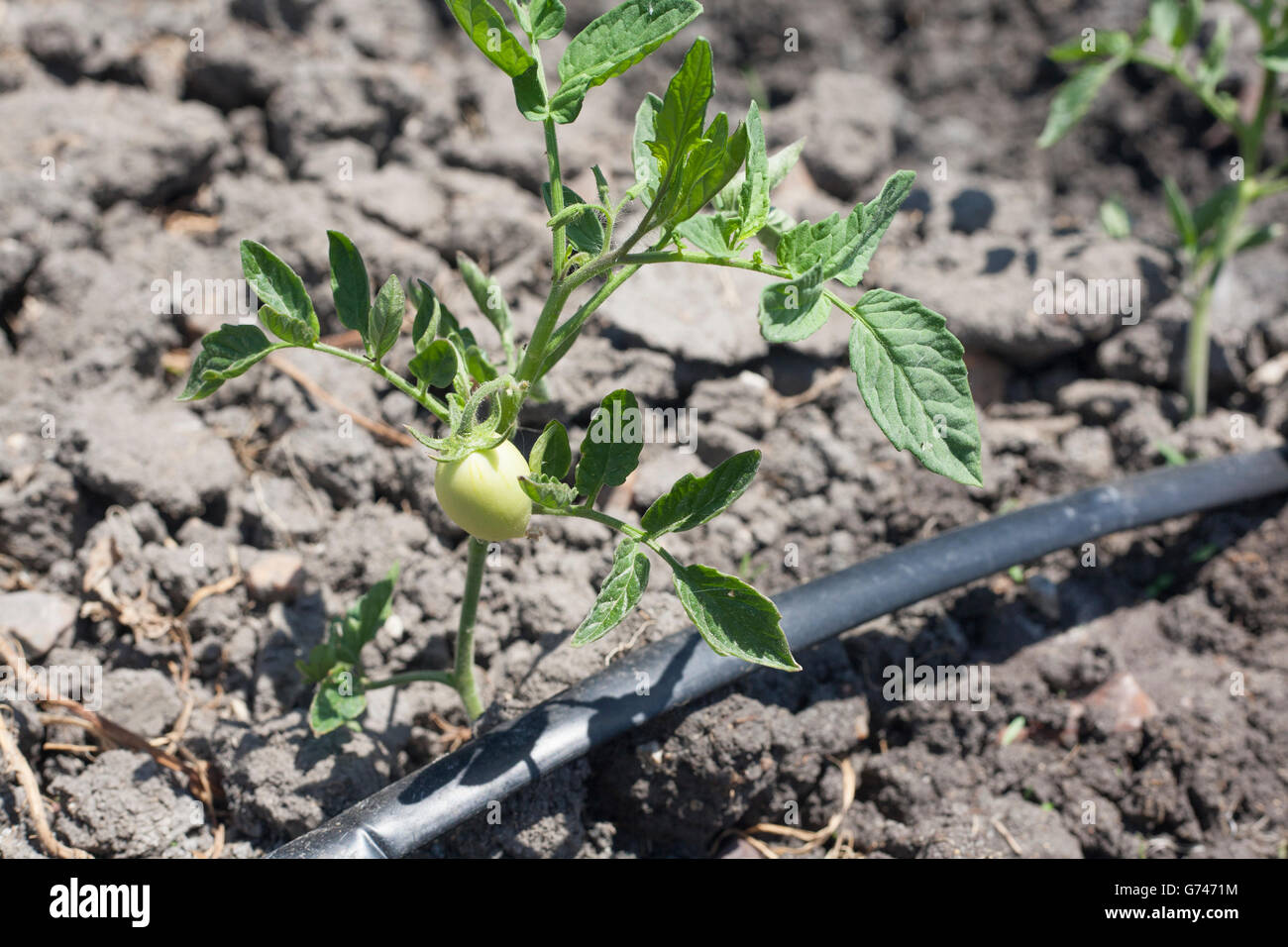 Junge Tomatenpflanze wächst mit Tröpfchenbewässerung bei Vegas Altas del Guadiana, Spanien. Beispiel für Sustentable Landwirtschaft sh Stockfoto