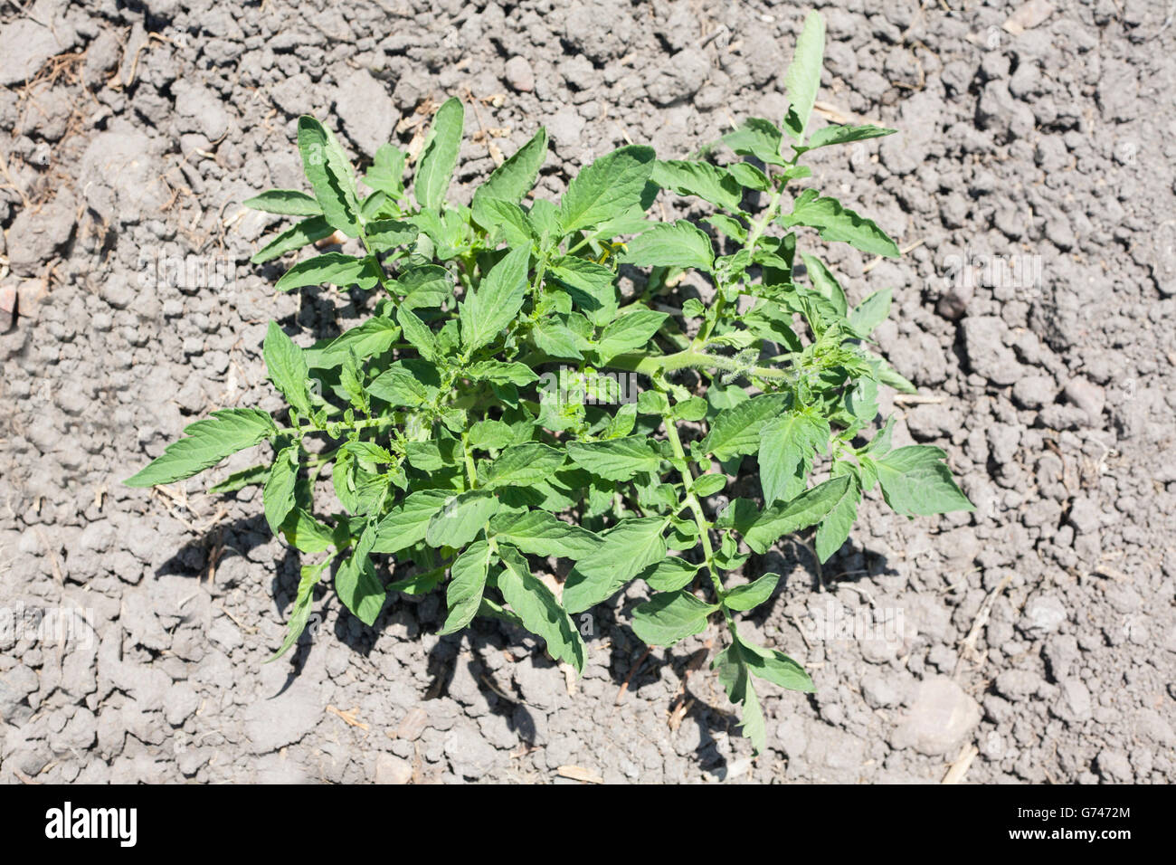 Junge Tomatenpflanze wächst in Vegas Altas del Guadiana, Spanien. Hoher Blickwinkel Stockfoto