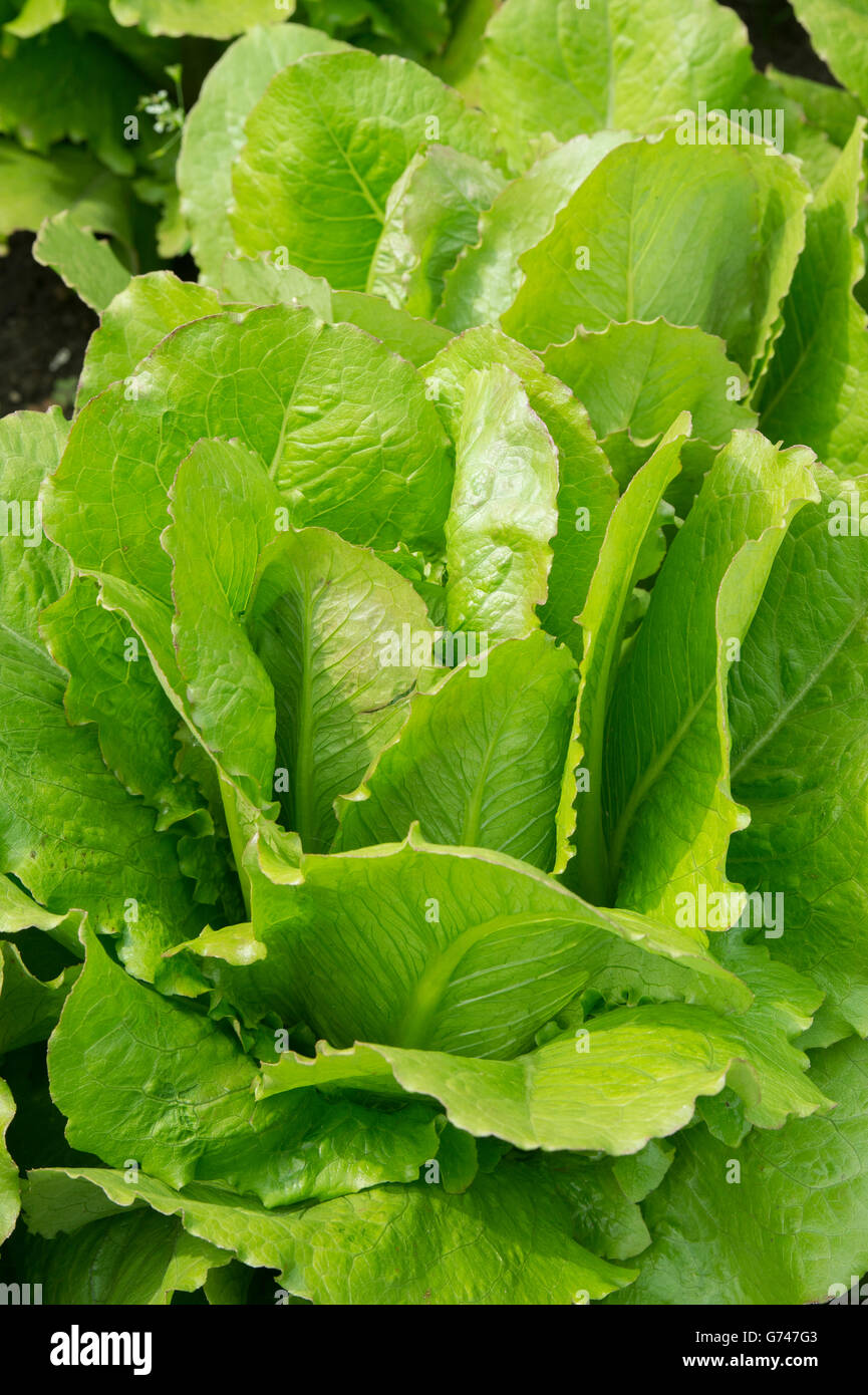 Lactuca Sativa. Salat "Romaine" in einem Gemüsegarten Stockfoto