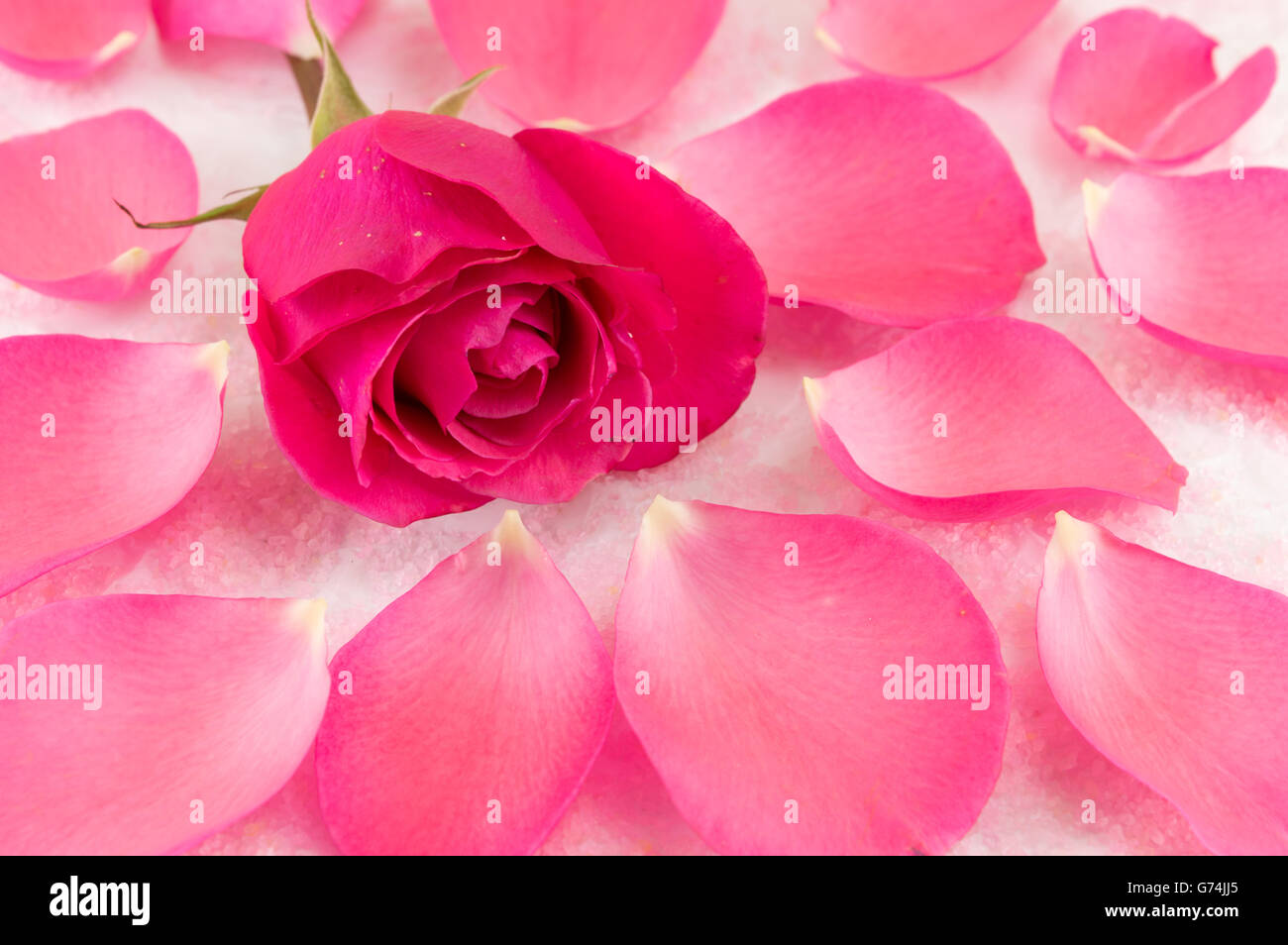 Rosa Rose auf Rosenblättern und Bad Salzkörner Stockfoto