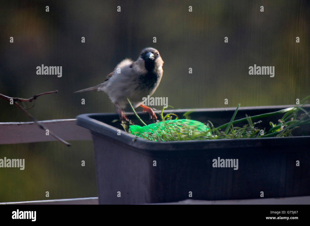 Vogel, Berlin. Stockfoto