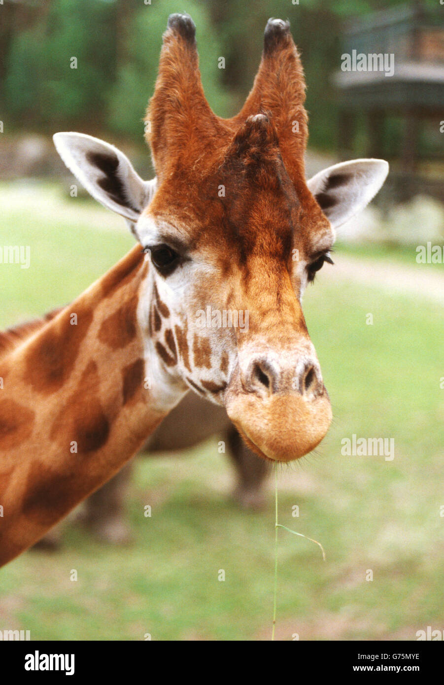 Giraffe im Zoo Stockfoto