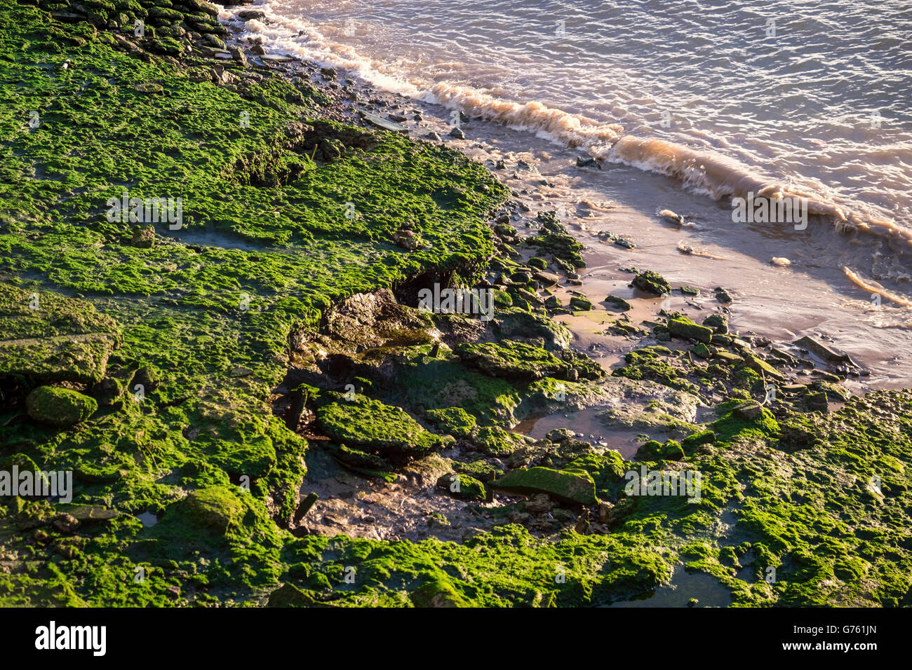 Thames River Bett bei Ebbe mit Algen bedeckt Felsen, Greenwich London Stockfoto