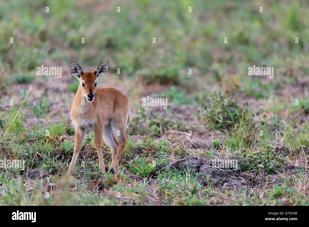 Puku (Kobus Vardonii) Jungtier, South Luangwa Nationalpark, Sambia, Afrika Stockfoto