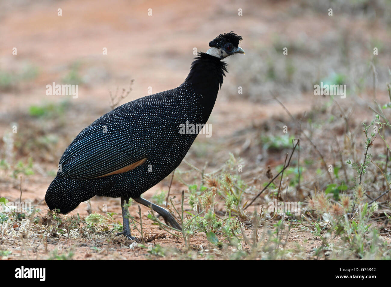 Kraeuselhaubenperlhuhn (Guttera Pucherani) South Luangwa-Nationalpark, Sambia Stockfoto
