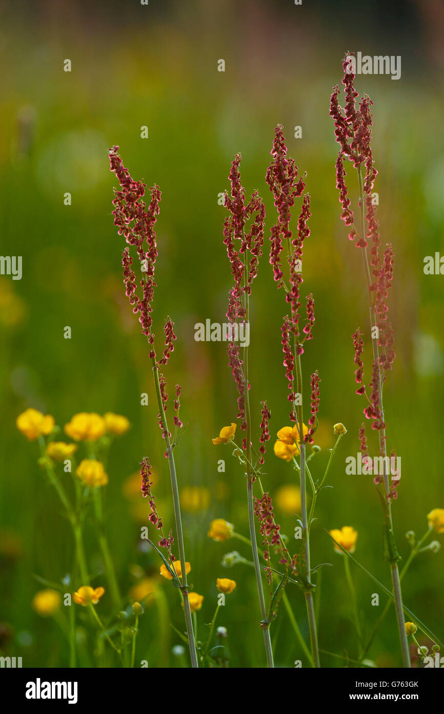Sauerampfer, Baden-Wurttemberg, Deutschland / (Rumex liegen) / Green Sauerampfer, rote Sauerampfer, Sauerampfer, Garten-Sauerampfer Stockfoto