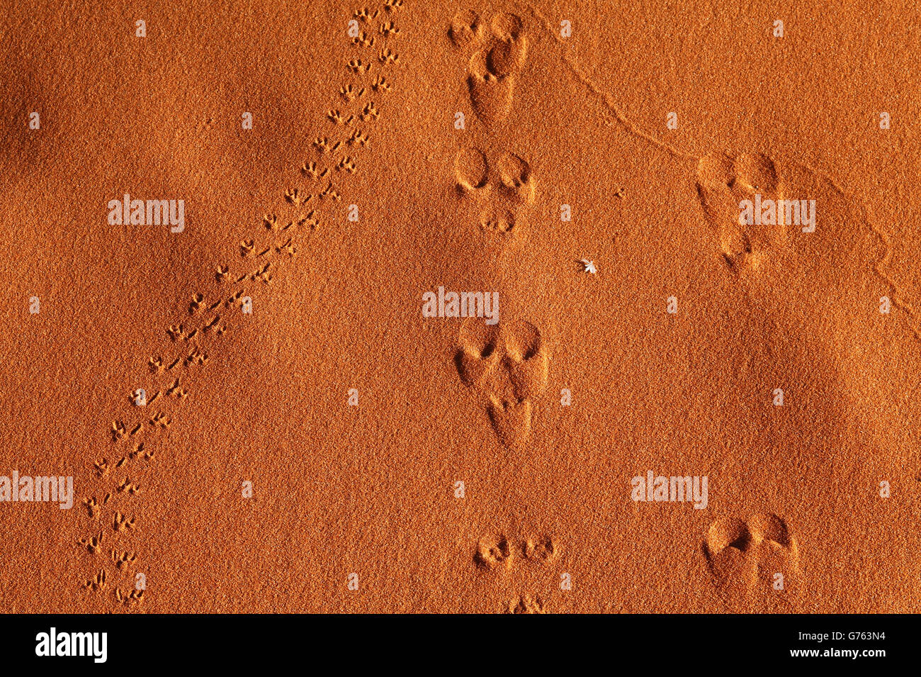 Animal-prints in Sand, Etosha Nationalpark, Namibia Stockfoto