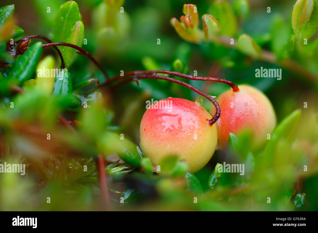 Preiselbeere, Baden-Wurttemberg, Deutschland / (Vaccinium Vitis-Idaea) Stockfoto