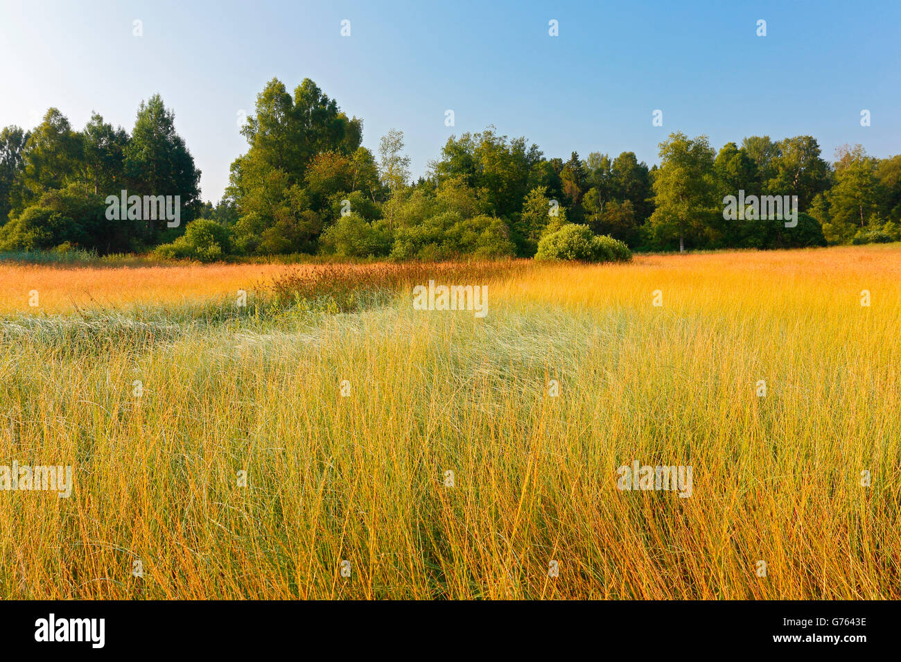 Pfrunger-Burgweiler Ried, Baden-Württemberg, Deutschland Stockfoto