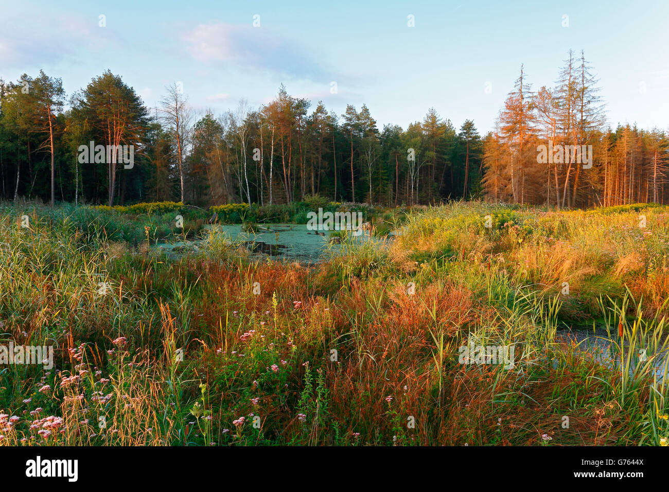 Sumpf, Pfrunger-Burgweiler Ried, Baden-Württemberg, Deutschland Stockfoto