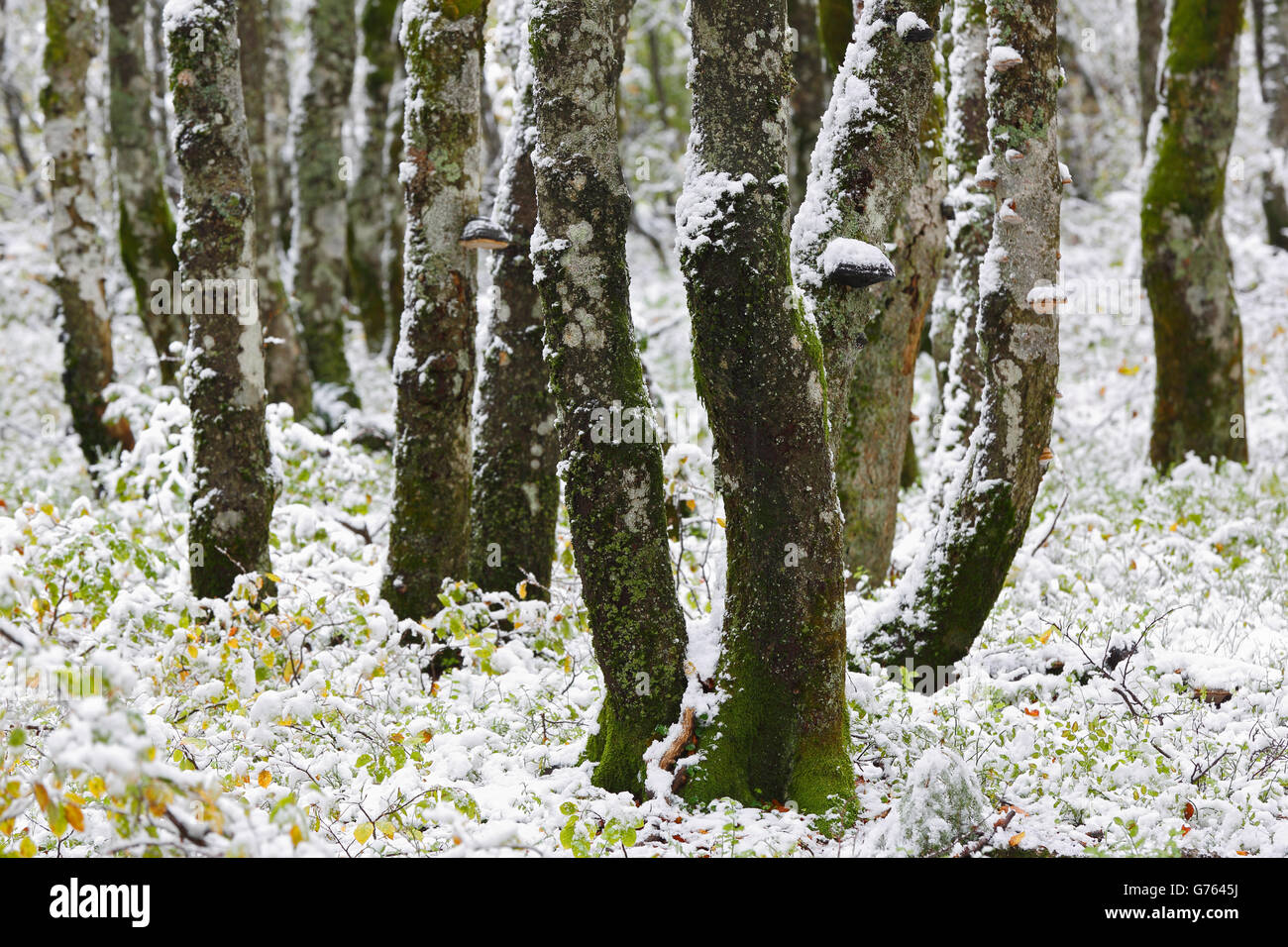 Laubwald, Le Hoheneck, Vogesen, Frankreich Stockfoto