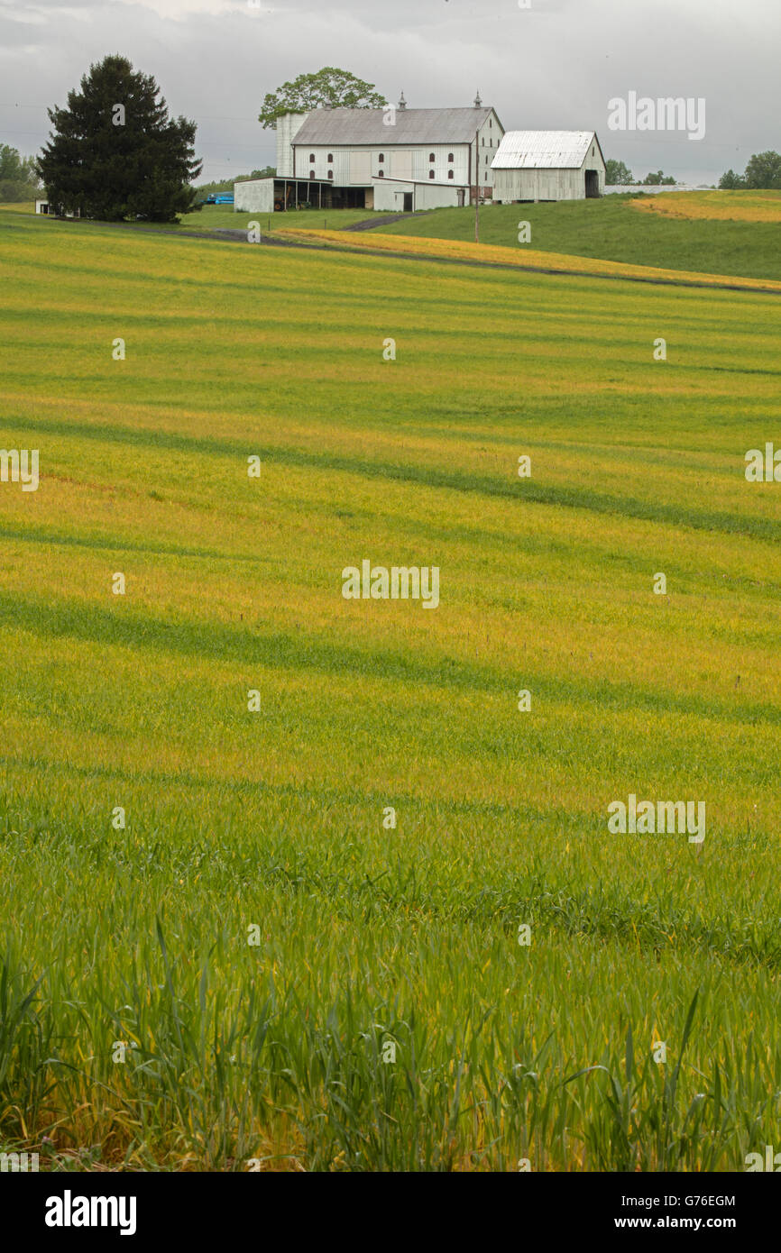 Landseite, Ackerland, Maryland Stockfoto