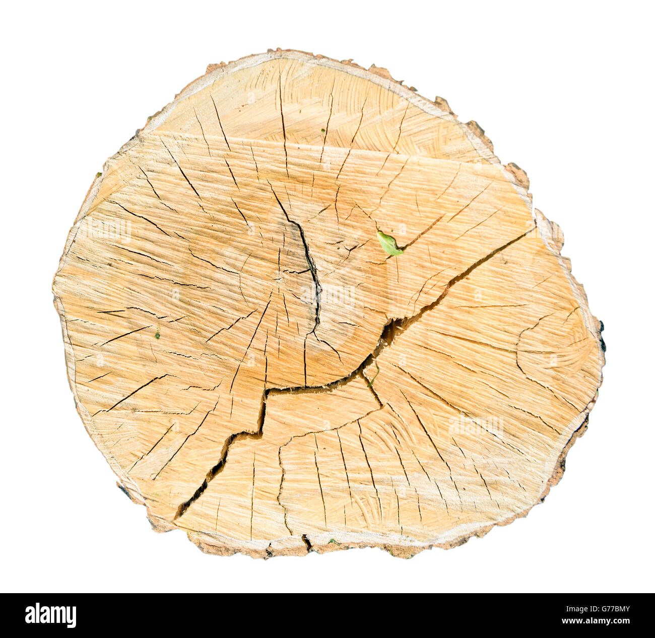 gesägte Birke Baum Schnitt isoliert auf weißem Hintergrund Stockfoto