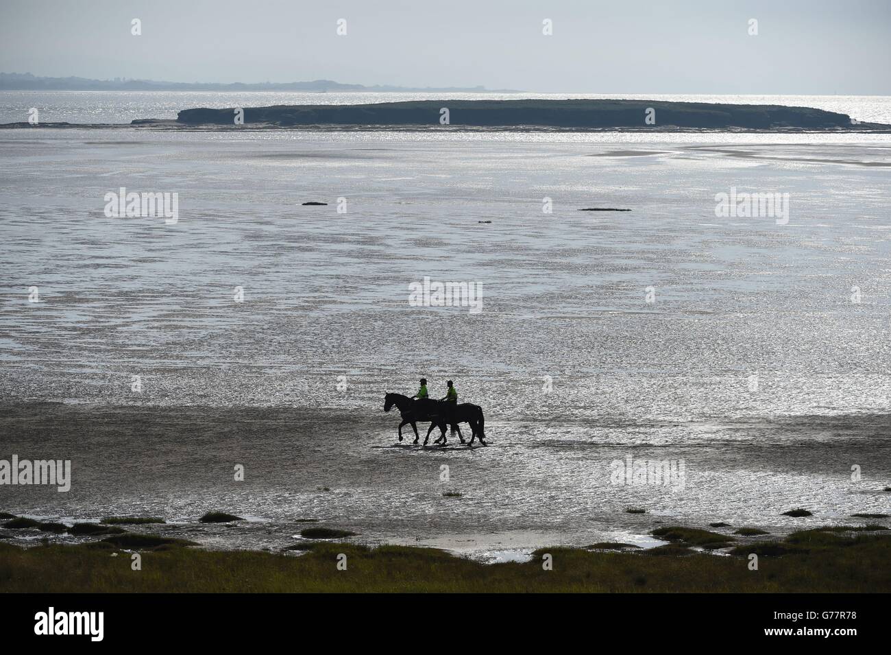 Zwei Pferde am Rande des River Dee am ersten Tag der Open Championship 2014 im Royal Liverpool Golf Club, Hoylake. Stockfoto