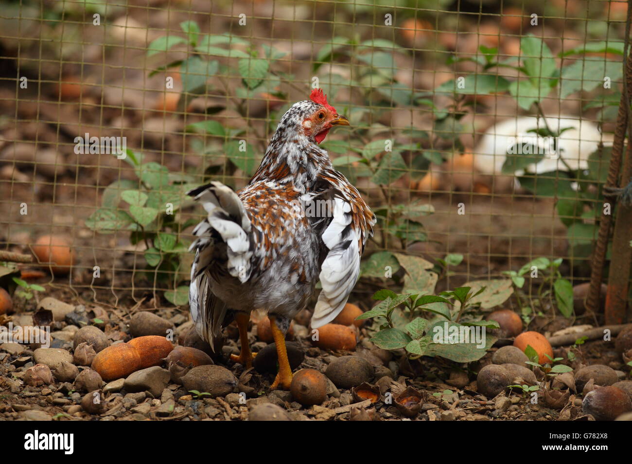 Gesprenkelte Huhn durch einen Drahtzaun in einem Hof Stockfoto
