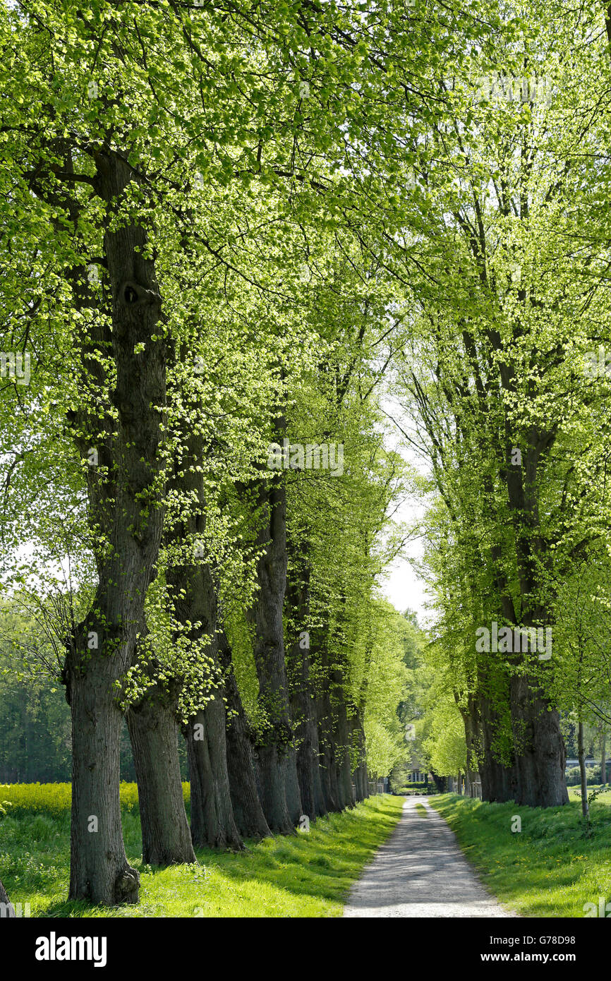 Allee von Linden, Lüneburg, Niedersachsen, Deutschland Stockfoto