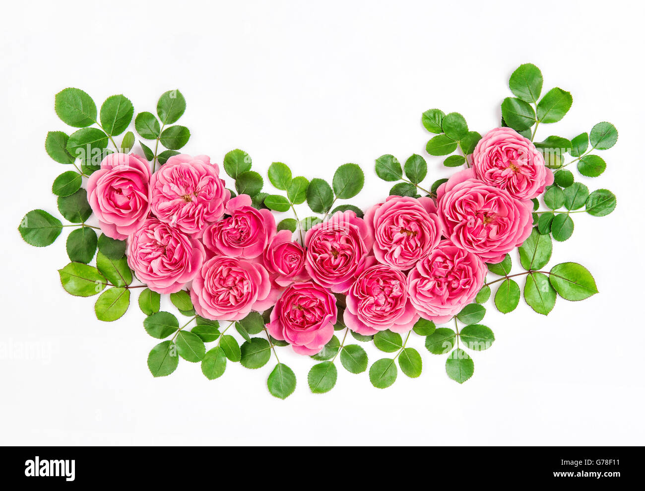 Rosa Rosen mit grünen Blättern, die isoliert auf weißem Hintergrund. Schöne rosa Blüten bouquet Stockfoto