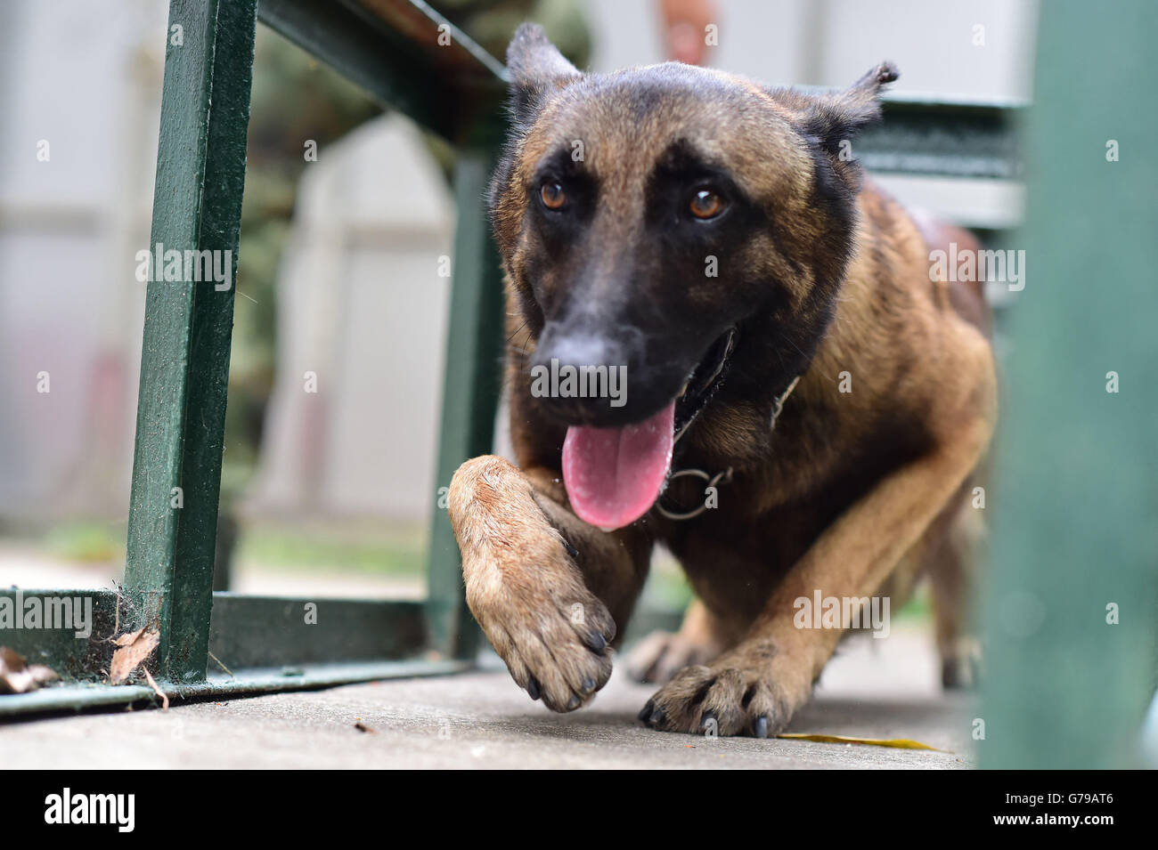 Shenzhen. 26. Juni 2016. Ein Drogen-sniffing Hund geht durch Hindernisse während des Trainings auf eine Ablösung des Provinzgrenze Defense Corps der südchinesischen Provinz Guangdong, 26. Juni 2016. Sonntag ist der internationale Tag gegen Drogenmissbrauch und unerlaubten Suchtstoffverkehr. Drogen-sniffing Hunde sind eine treibende Kraft im Kampf gegen illegalen Drogenhandel. Bildnachweis: Liao Jian/Xinhua/Alamy Live-Nachrichten Stockfoto