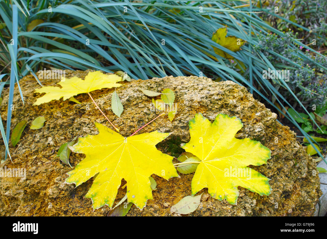 Mehrere große und kleine gelbe Herbstlaub liegen auf einem großen Stein aus Kalkstein. Selektiven Fokus mit einem unscharfen Hintergrund. Stockfoto