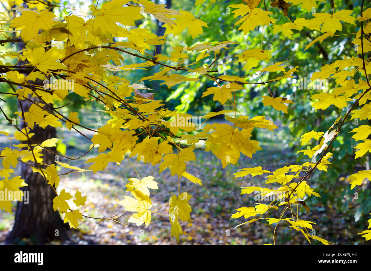 Verschwommen Ahorn Zweige mit gelben Blättern im Vordergrund von hellen Herbst Sonne beleuchtete beleuchtet. Selektive Schärfe und eine Unschärfe Stockfoto