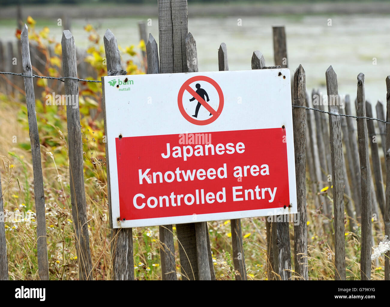 Ein Schild, das den Zutritt zu einer Website aufgrund des verbietet Anwesenheit von japanischem Knotweed Stockfoto