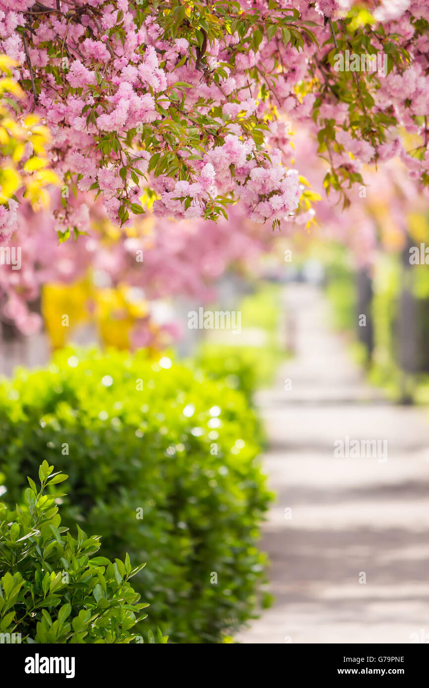 zarte rosa Blumen blühten japanische Kirschbäume auf Straße Unschärfe Hintergrund Stockfoto