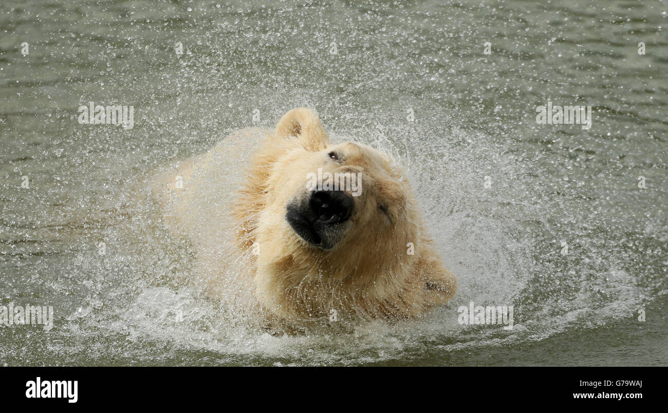 Victor, Englands einziger Eisbär, schwimmt, als er in seinem neuen Zuhause im Yorkshire Wildlife Park in Doncaster enthüllt wird, nachdem er die Reise von Holland aus mit der Fähre zurücklegt. Stockfoto