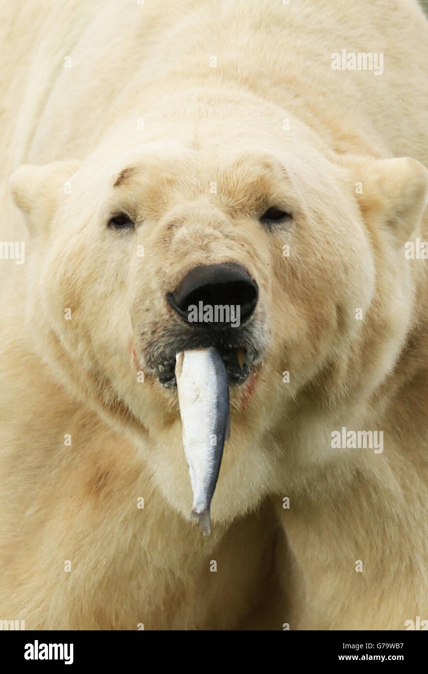 Yorkshire Wildlife Park Eisbär Stockfoto