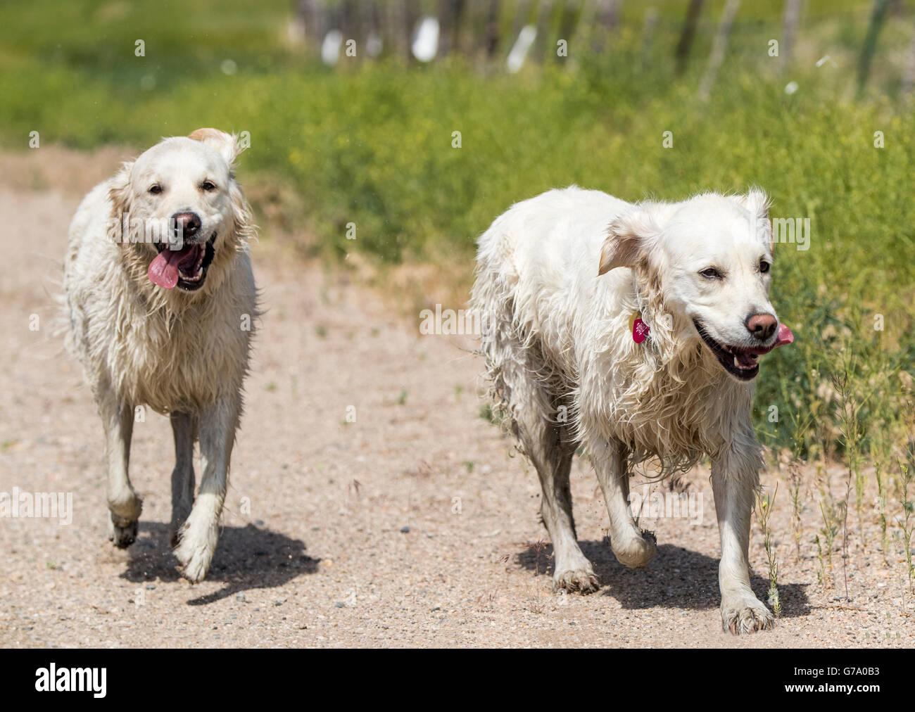 Platin farbige Golden Retriever Hunde laufen auf einer Ranch in Colorado; USA Stockfoto