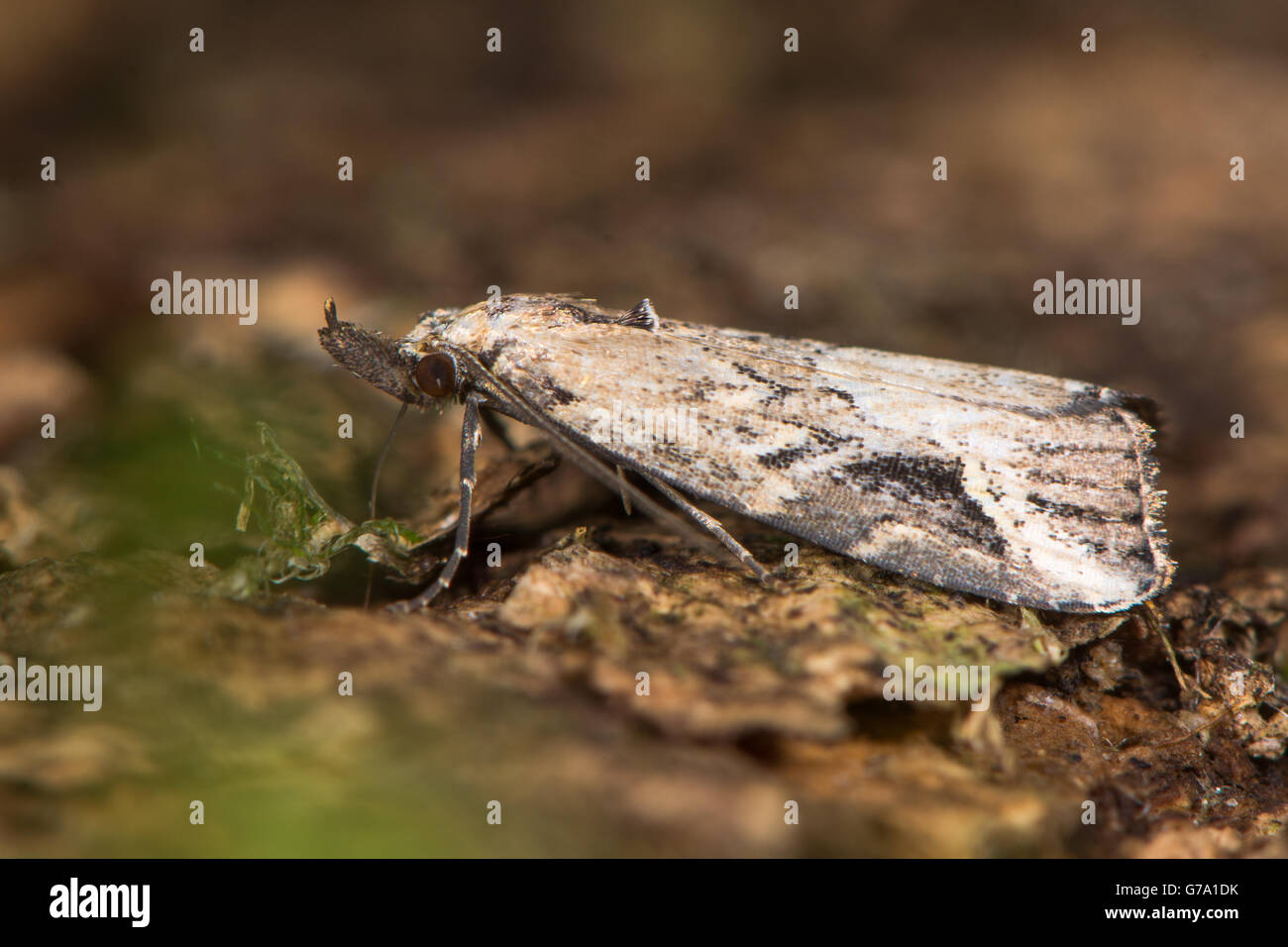 Ritzel-Streifen Schnauze Motte (Schrankia Costaestrigalis) von oben. Britische Insekt in der Familie Erebidae. Stockfoto