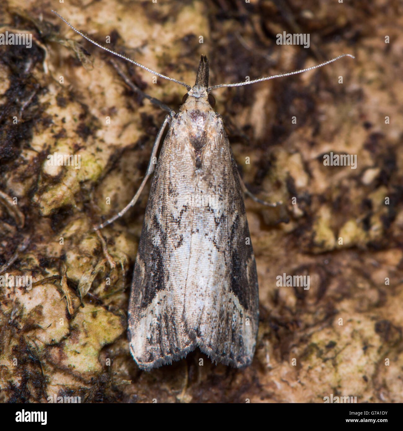 Ritzel-Streifen Schnauze Motte (Schrankia Costaestrigalis) von oben. Britische Insekt in der Familie Erebidae. Stockfoto