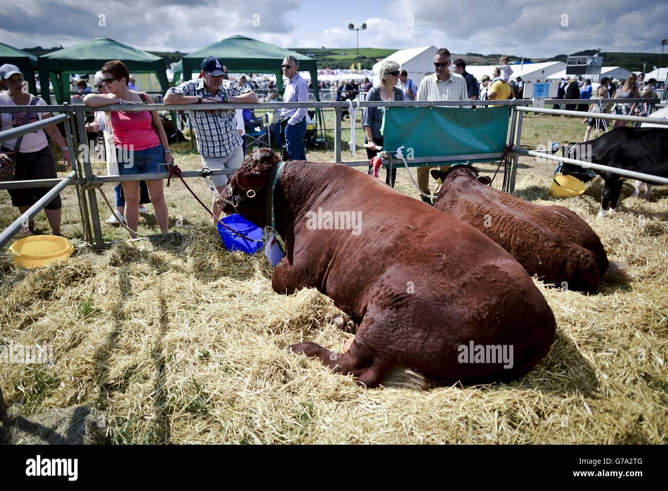 Die Menschen bewundern die riesigen Bullen auf der North Devon Show in der Nähe von Barnstaple. Stockfoto