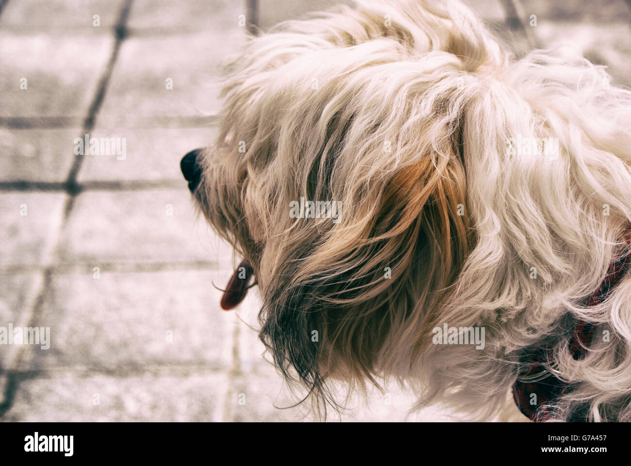 Foto von einem behaarten Hund auf einem Betonboden Stockfoto